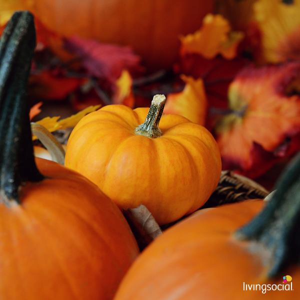 LivingSocial's tweet photo. Get out and pick your perfect pumpkin today! #Falltivities #SundayFunday http://t.co/UrX3KfO7Y3