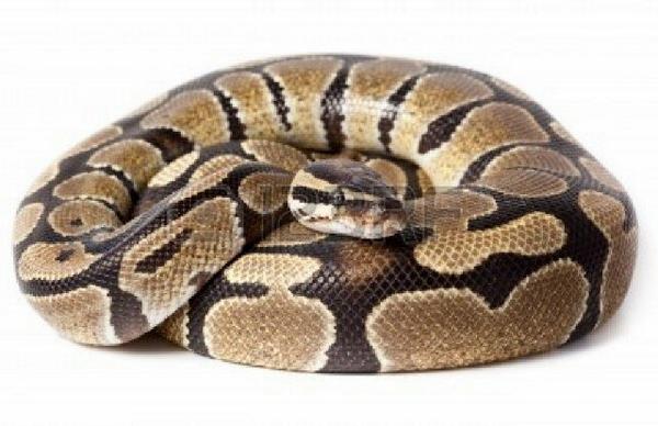 Ini adalah : Ball Python or Royal Python,. nama latinnya : Python regius
