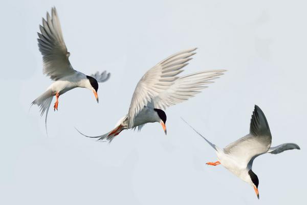 To everything, a season Tern tern tern. Happy Natl Wildlife Refuge Week 10/12-18, D. Lantz on.fb.me/ejaWou