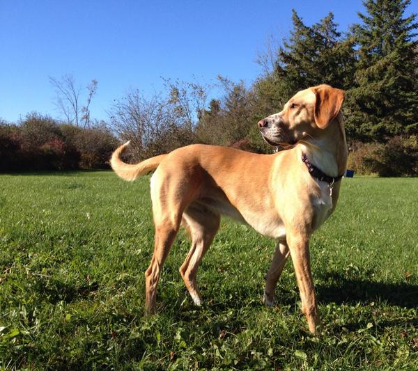 MichelleHarmes's tweet photo. Happy Birthday Kodi! 2 already. Time flies! #cabelascanine #labsettermix #alwaysmypuppy http://t.co/MBnslraHqo
