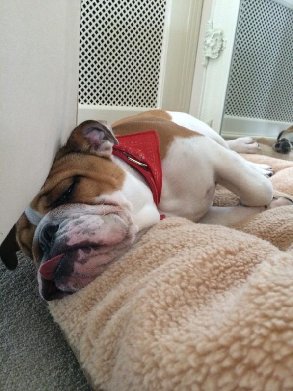 LucyNetherton's tweet image. One absolutely knackered #bulldog after a weekend with his friend button the spaniel! #alltuckeredout