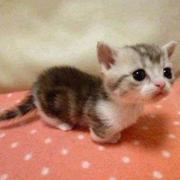 Fuka 21 No Twitter 動物ってなんでこんなに可愛いんだろ こんな足短い猫っているのかな もーめっちゃかわいい みんな共感してくれるよね Http T Co Tcnsvfbvth