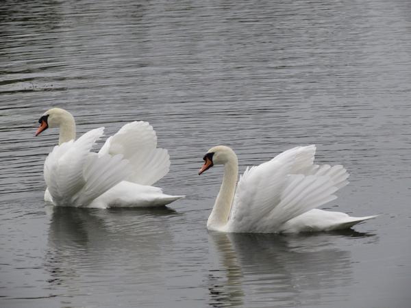 CheesemanRoss's tweet image. 