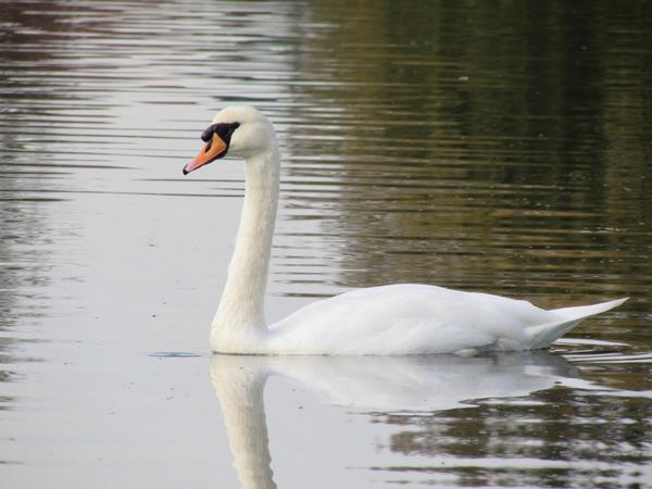 CheesemanRoss's tweet image. 