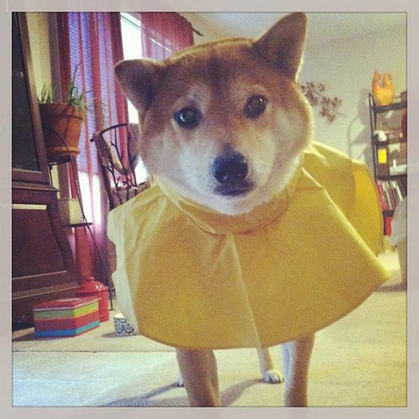 shiba inu raincoat