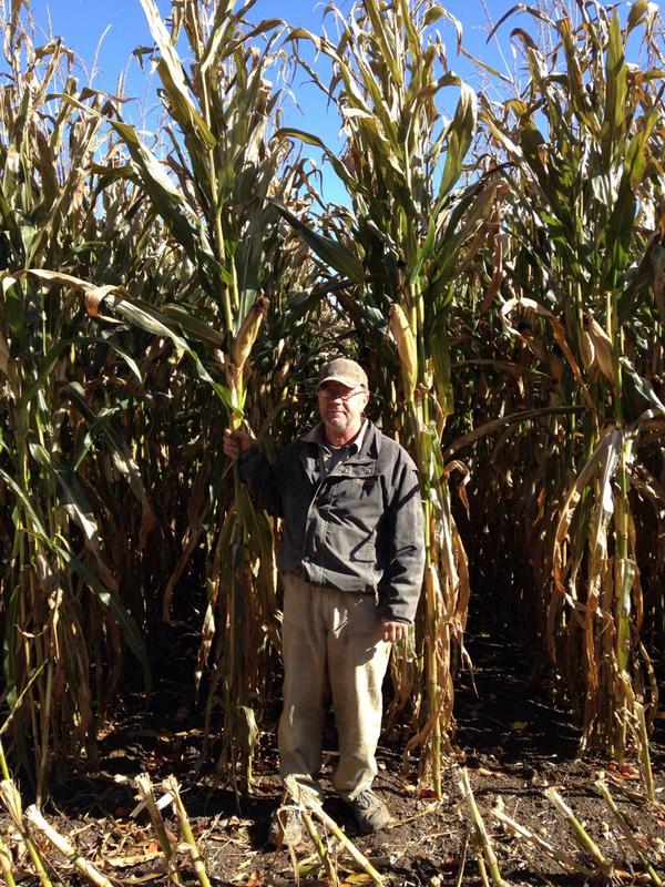 AnditaAndy's tweet photo. Despite the cool summer corn is tall this year. #harvest14 http://t.co/CfbkAQWa6l