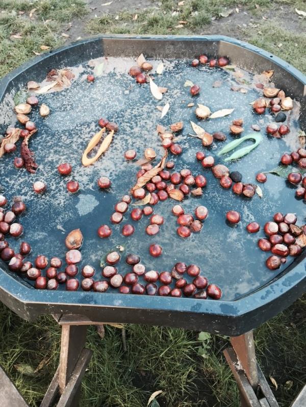 Tweezers and conkers! #eyfs #preschool