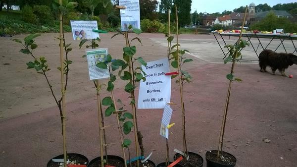The big news from todays apple day, #Chesham is getting a 2nd community orchard. Here it is all ready to plant.