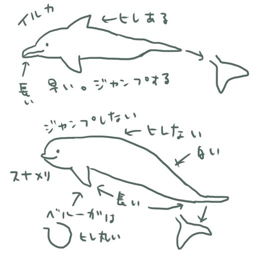 黒井 綾鷹 健一 脈 Vayeat878 背びれじゃねえかな スナメリはハイジャンプとかできない感じでしたね わたしのうろ記憶だと 全体的にしっぽいイルカ的なので背びれないちいさいのがスナメリ 歌うデカイ白いおでこちゃんがシロイルカ ベルーガ