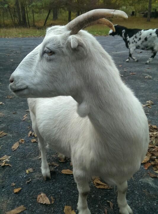 TeamSleep's tweet image. #Team Sleep has landed. #TeamSleepWoodstockSessions