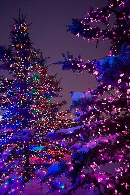More Christmas pic's for all you to look at