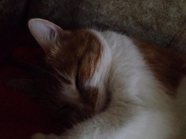 IPeachCat's tweet image. 