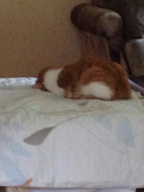 IPeachCat's tweet image. #Tired #sleeping