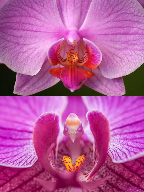 Gareb111's tweet photo. نوع من زهور الأوركيد Bird’s Head Orchid تأخذ شكل الطيور في وسطها ! http://t.co/XyfLAizhp0