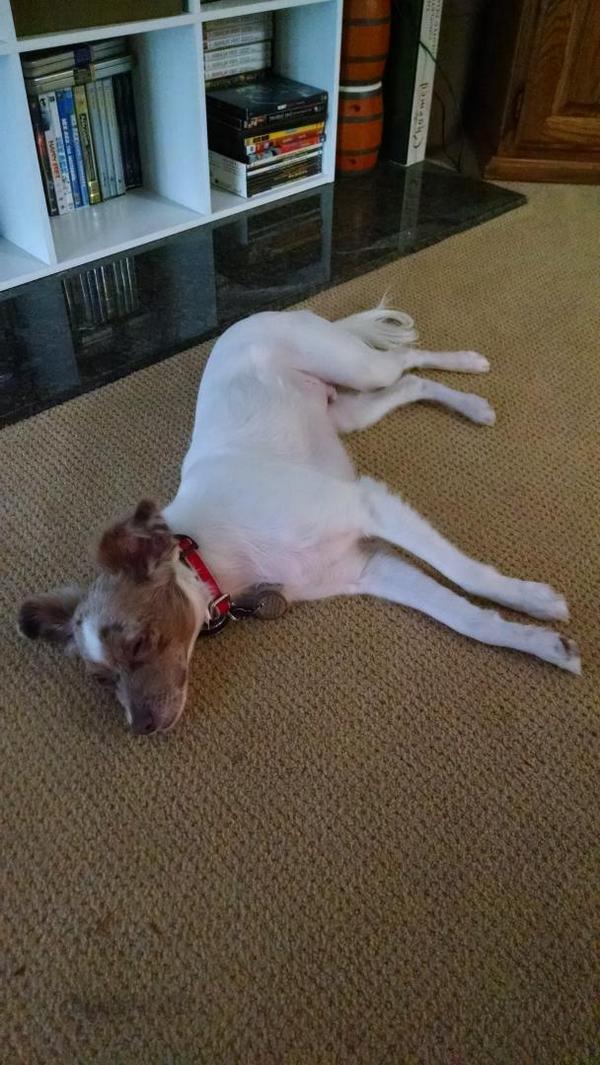 raphpuppy's tweet image. Napping while @sarahchavis does chores.