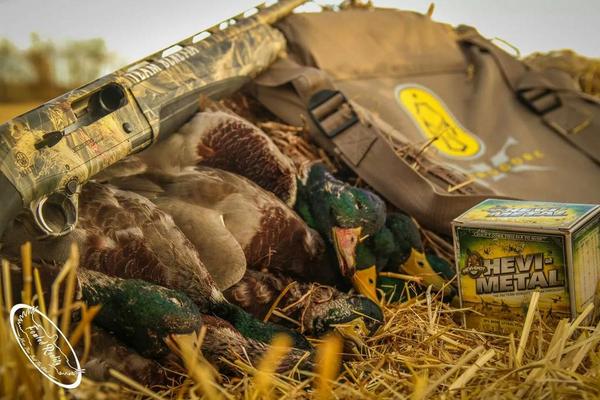 Fowled Reality tweet media