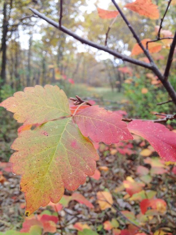 switchbackkids's tweet image. Spent the day exploring #monkeymountain in Grain Valley, MO. No monkeys, no mountains... Still pretty cool! #hiking