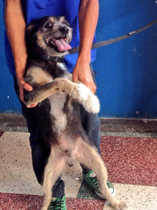 MASCOTASDECALLE's tweet photo. Ya casi un año en una jaula de pensión. Nadie lo adopta, pocos colaboran con su pensión. Esa es la historia de Bucky. http://t.co/ofn7aKpeE7