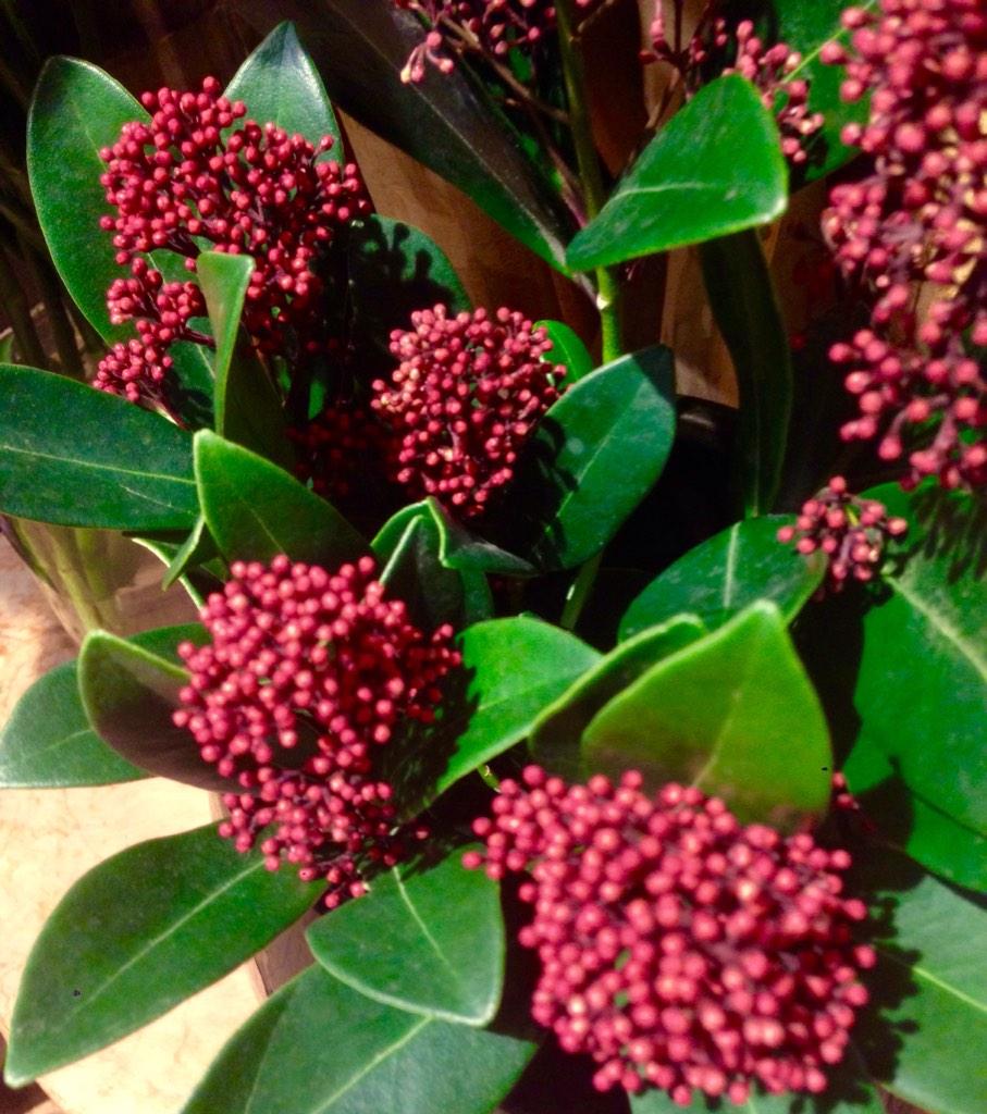 Bluetenfarbe 素敵なお花フォト情報 彡 W Viiburnum シキミア スキミア ミカン科 ミヤマシキミ属 もともとは日本の植物 ヨーロッパで品種改良され 現在アレンジなどで人気 実のように見えるのは蕾で 桜の咲く頃に Http T Co