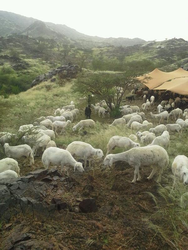 تم حذف الحساب  (@nabz427) on Twitter photo 