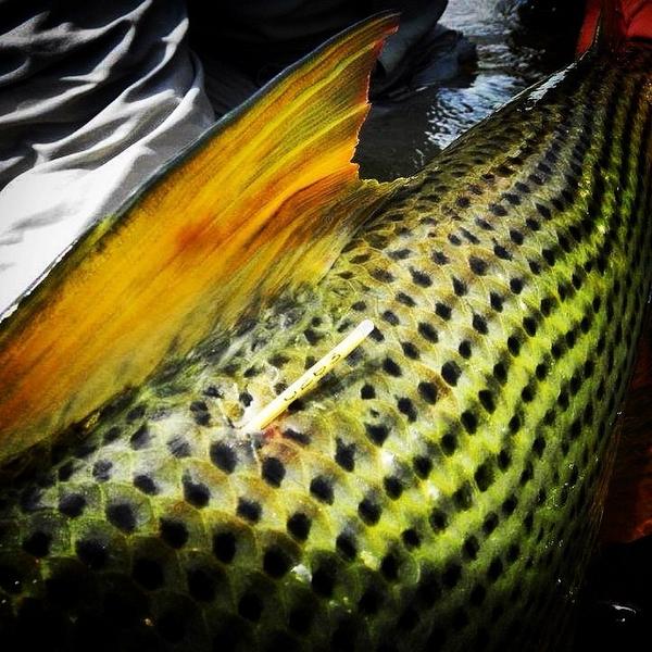 FishSimply's tweet photo. Tagging the beast. Hopefully shortly we can have a good research info to protect our resources! #followtohelp Cc ... http://t.co/RtZkOT8DjP