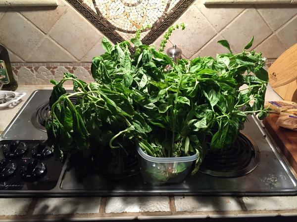 albatrossphd's tweet image. Can&apos;t be trusted alone at the farmers market #pestotime