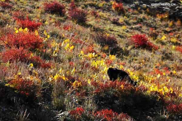 tibetol's tweet photo. Autumn scenery in SW China's Tibet Autonomous Region http://t.co/6dEHjppQy8 http://t.co/GgfwaKSanv