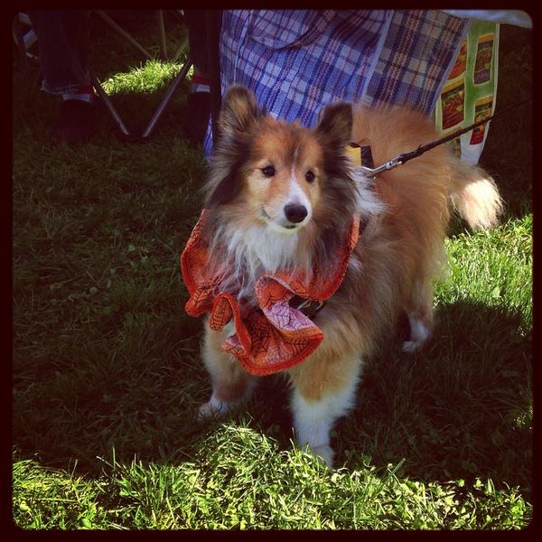 Finlay #sheltie #adoptme #seniordoghaven
