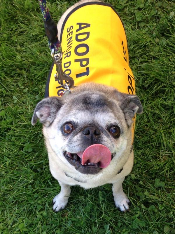 Lola #pug #adoptme #seniordoghaven