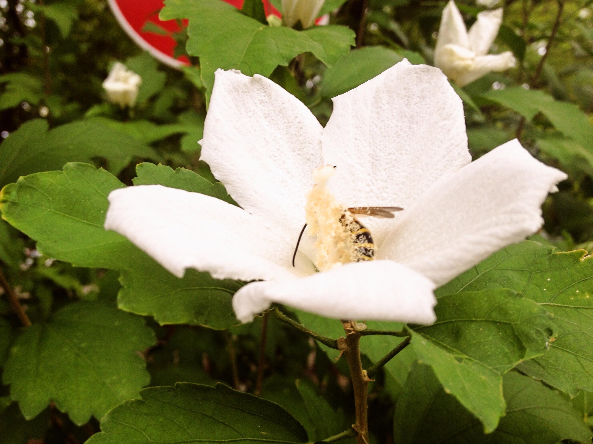 MAEDA りびけん Takaaki on Twitter: 