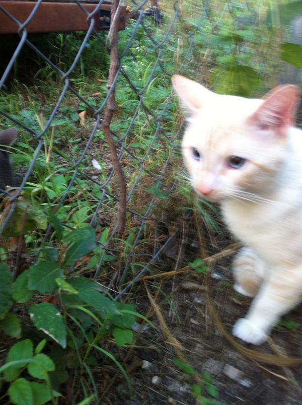 CyieratheElf's tweet image. My cat resembles visual effects from fable 2 #gamerthoughts