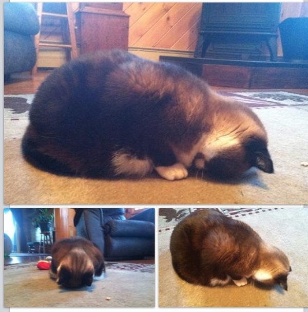 Relacz's tweet image. This is how my cat likes to sleep when the lights are on