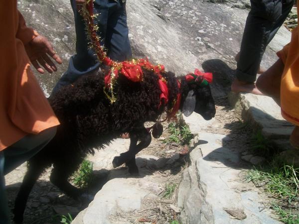 ImDobhal's tweet photo. #Chausingha #Khadu(a spcl four horned sheep) believed to b a symbol of goddess #Nanda 
during #Nandadevirajjat2014 http://t.co/SmO1YLr7RQ