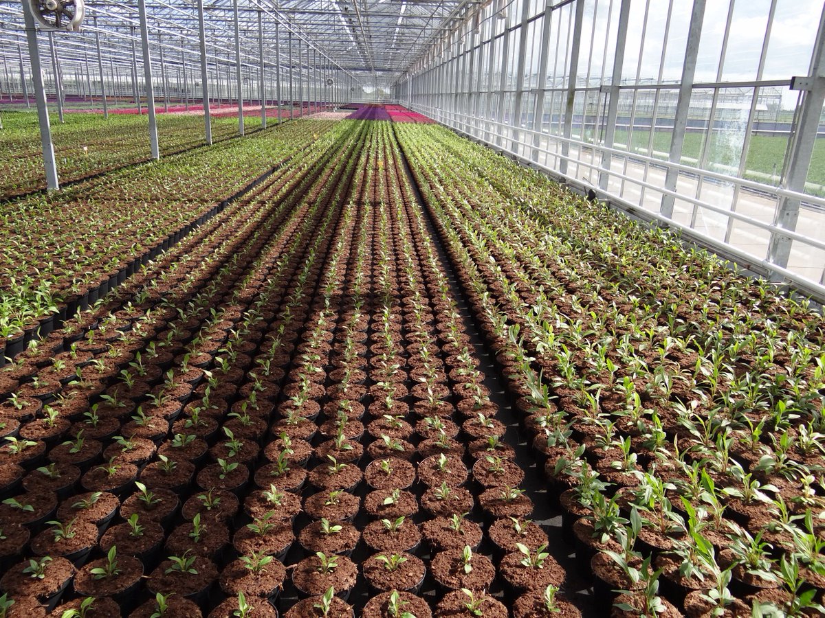 Op bezoek bij de kweker! Lees nu de blog over ons bezoek aan kwekerij F.N. Kempen BV in Mijdrecht. 
flowercompanies.com/nl/blog/op-bez…