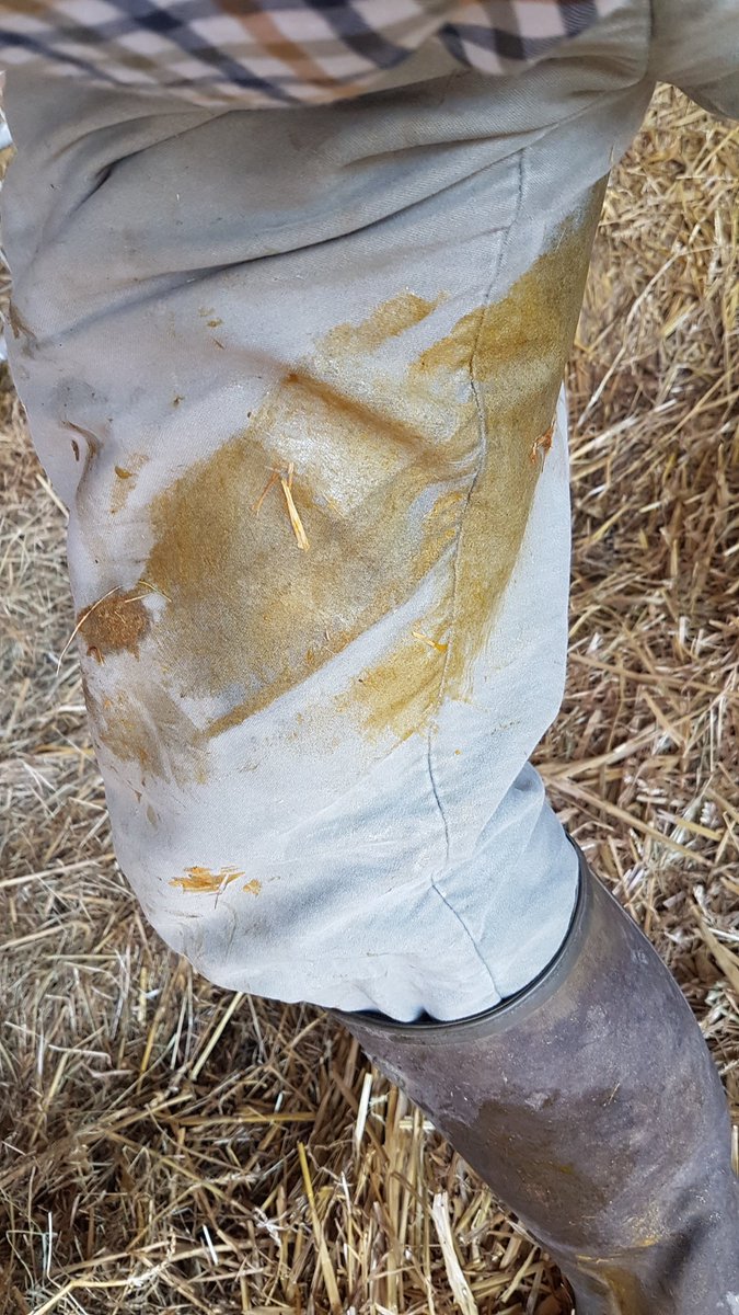 westcottpiemont's tweet image. Iam in the money #LetsGetDirty #calving17 @TraePawly @newlandfarm  @ChasSutcliffe 
#piemontese 
#westcottpiemontese