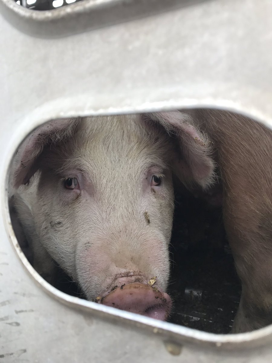 TorontoPigSave's tweet photo. Pigs are persons, not property. #pigtrial verdict today 🐷 #CompassionIsNotACrime #vegan https://t.co/W2FvMUbP4y
