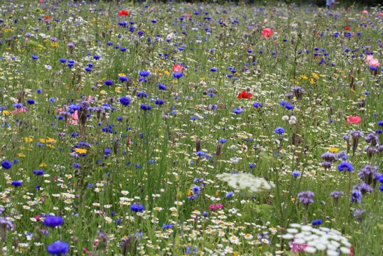 RT @MeadowInGarden: Sowing a flower meadow in your garden is not only spectacular, it supports #bees &amp; #butterflies! #gardening