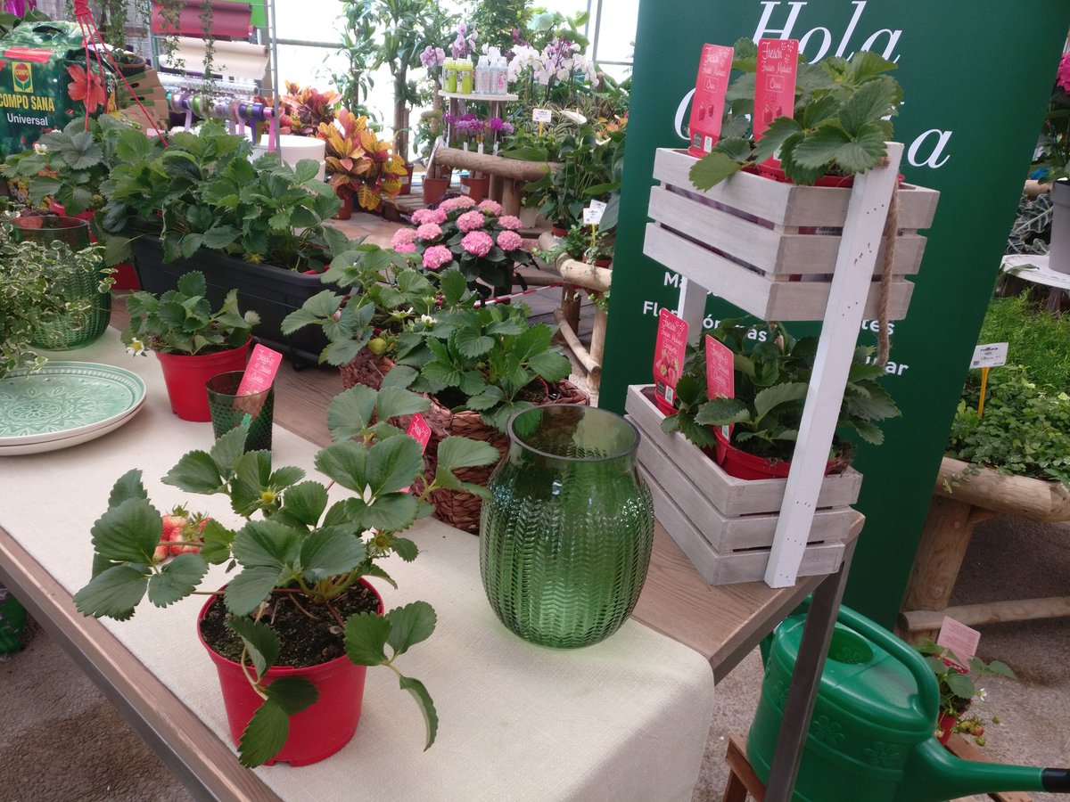 Estamos de grabación en #NaturaGardenDenia con <a href="/Jardinarium/">Jardinarium</a> ¡Pronto tendréis los resultados! @FLOWERresponde @compojardineria <a href="/floramedia/">floramedia</a>