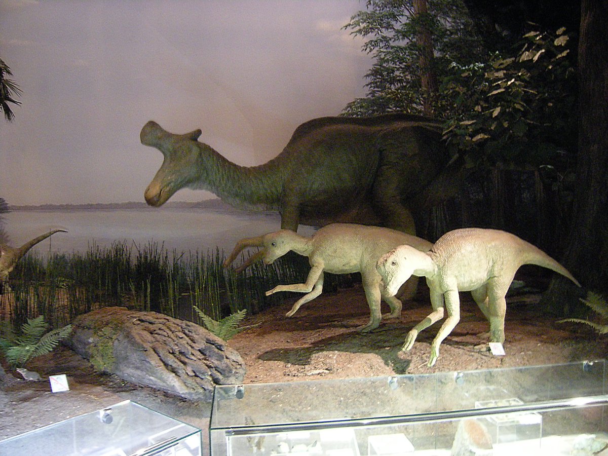 Asa 常設展示に新たに加わった面々 ランベオサウルスと愉快な仲間たち ランベオのみリニューアル前からいましたけど と 見事なトリケラトプス頭骨 茨城県自然博物館 T Co Rlav9hle56 Twitter Asa 常設展示に新たに加わった面々 ランベオサウルスと愉快な仲間たち ランベオのみリニューアル前からいましたけど と 見事なトリケラトプス頭骨 茨城県自然博物館 T Co Rlav9hle56 Twitter