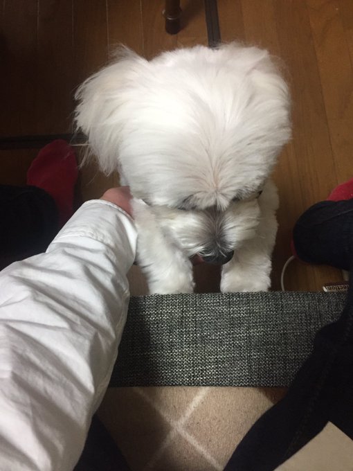 お犬のtwitterイラスト検索結果