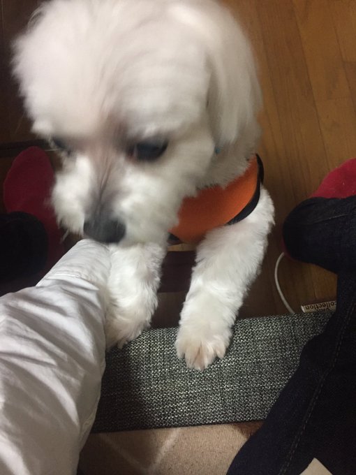 お犬のtwitterイラスト検索結果