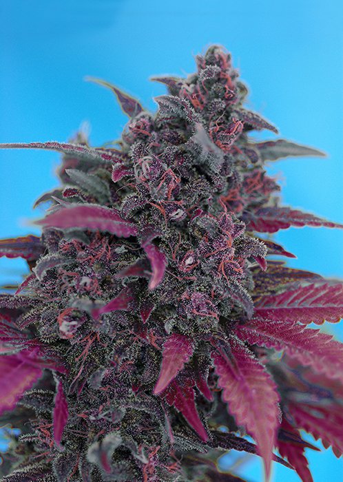 KinbaSilver's tweet photo. Dark Devil / Devil´s Cream
https://t.co/f0eONlO4n0
 #Weed #Cannabis #Marijuana #Hemp #seeds #Grow #Stoner420 #Stoner #Thc #News 420 #info #u https://t.co/4mhBS1NByE