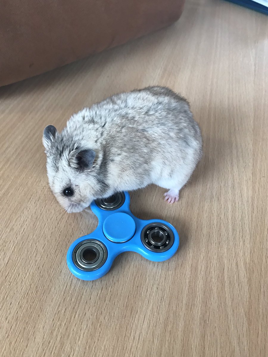 SirJaymoGriffin's tweet photo. Joining in the #fidgetspinner craze! https://t.co/FagaPVLUVE