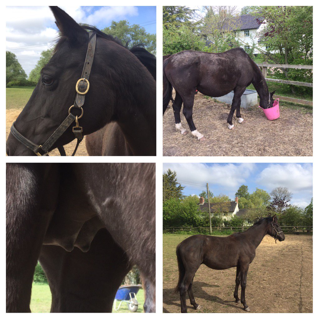 sarahfkcampbel1's tweet photo. Mare diary 17 days to go #holmeparkheavenly #mastermerlin #broodmare #dressagebabies #woodthorpemasterdumbledore #1 https://t.co/UQa528xJ2d