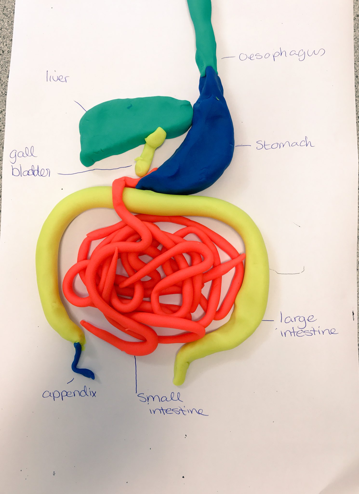 Digestive System Clay Model