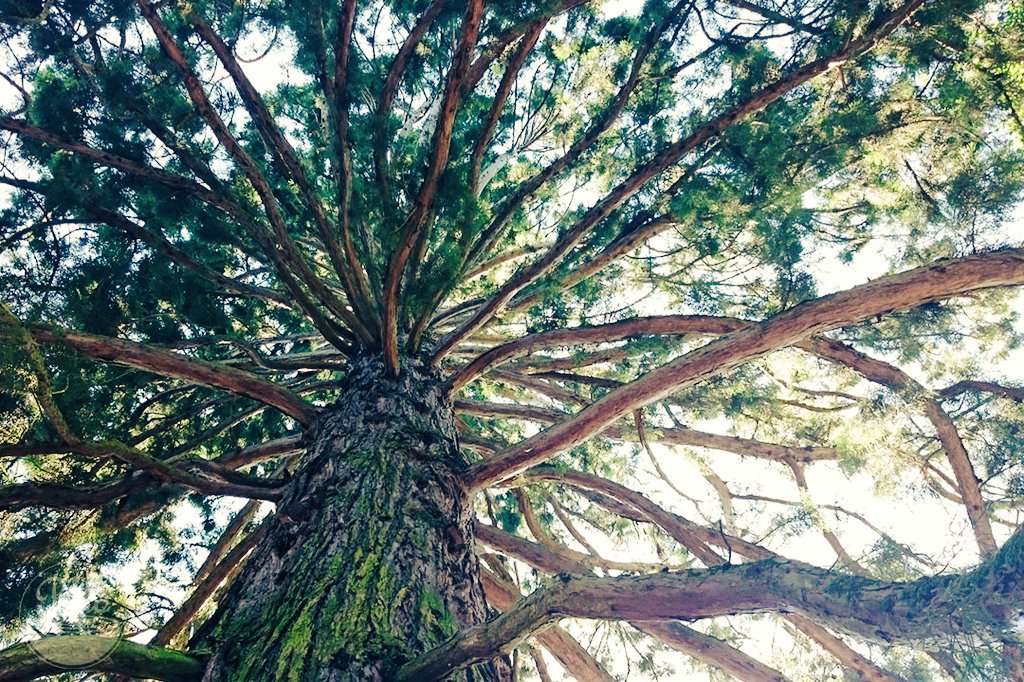 bildwasser's tweet photo. Die Äste dieses Mammutbaums (Sequoioideae), auf der Insel #Mainau, haben schon viel gesehen. Sein Brustdurchmesser beträgt fast 3 Meter. https://t.co/1EOLR0Arvw