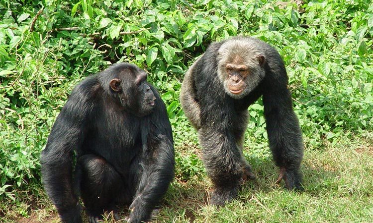 Ngamba Island is a part of Koome archipelago on Lake Victoria. It is the home of 39 orphaned #Chimpanzees.
primatesafari.com/ngamba-chimpan…