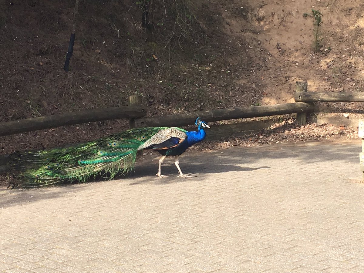 The wildlife here is amazing <a href="/CP_UK_Elveden/">CP_UK_elveden</a>