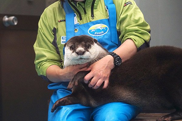 TheDailyOtter's tweet photo. Human's giving me cuddles! https://t.co/gLnlm03mqa Photo by @otterkawa3 https://t.co/4BfB2N3Ne2