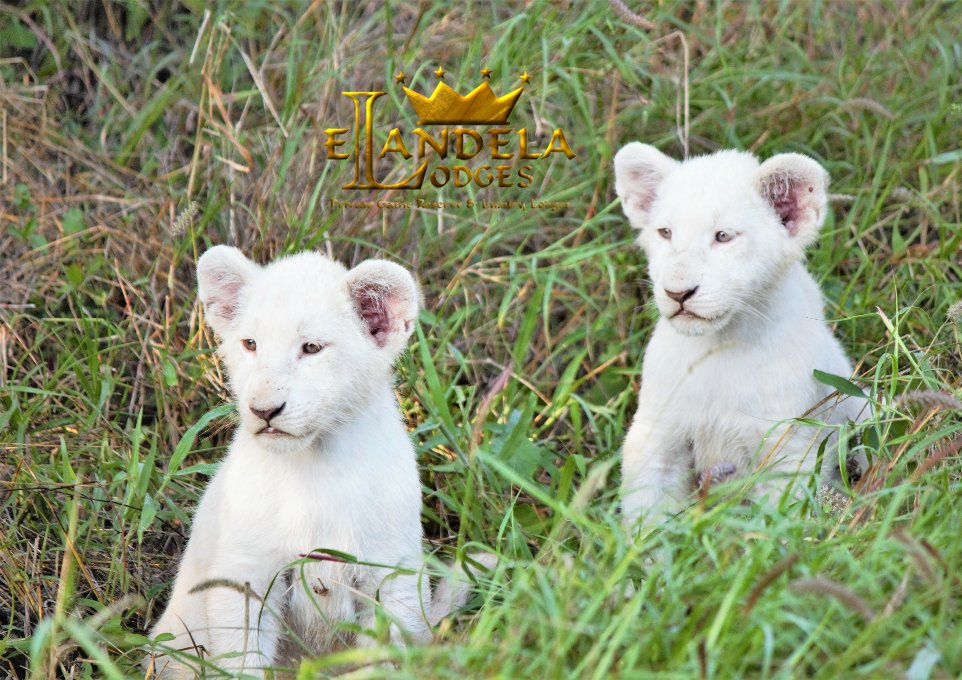Wow! For us there is no more beautiful sight than snowy cubs proudly shown for the first time by mom! Good news for future guests!